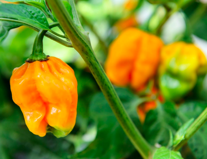 Requerimientos De Macro Y Micronutrientes En La Producción Chile Habanero