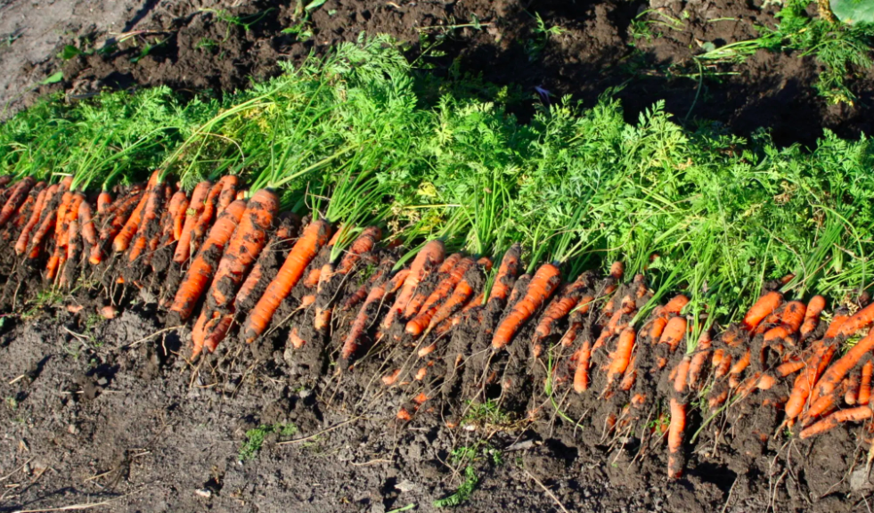 Beneficios De La Aplicación De Fitohormonas En La Productividad Del Cultivo (Zanahoria)