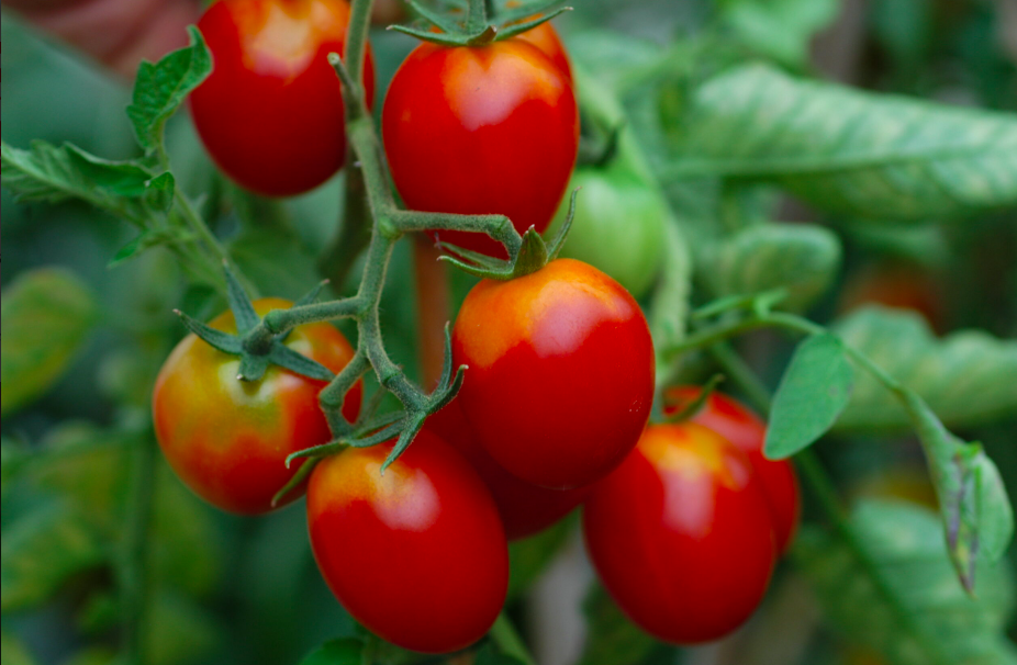 Mejoramiento Del Rendimiento De Variedades Criollas De Tomate De Alto Valor