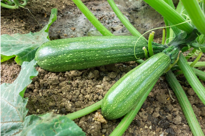 Acolchados Biodegradables, Alternativa Adecuada Para Reemplazar Al Polietileno Calabacita