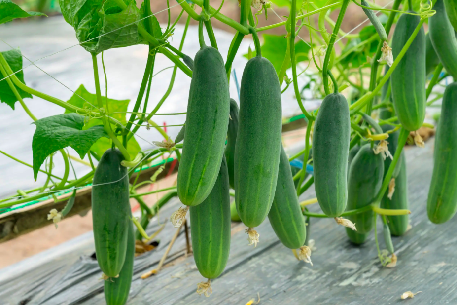 Manejo En Invernadero Más Exacto Para Lograr Mayores Rendimientos Y Menores Costos. Pepino