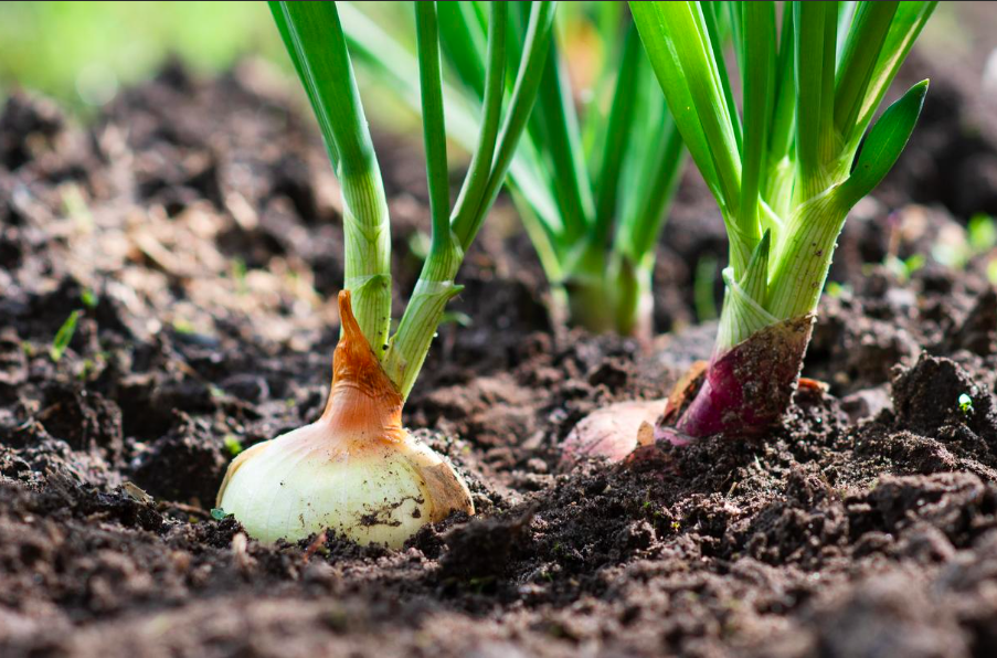 Humedad, Temperaturas Y Suelos En El Cultivo De Allium Spp.