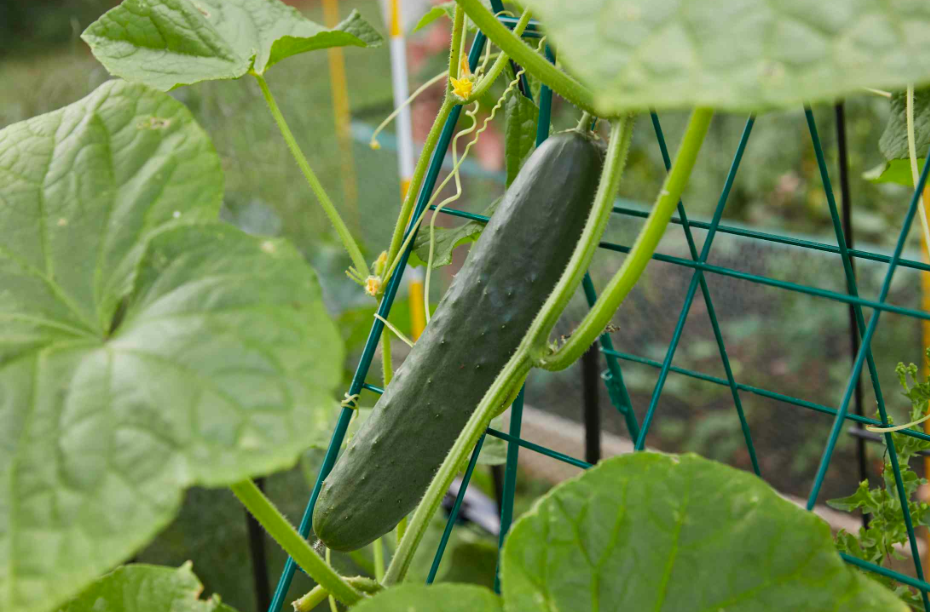 Variedades Y Sus Atributos De Calidad: Color, Tamaño, Firmeza, Ausencia De Defectos Y Aroma. Pepino