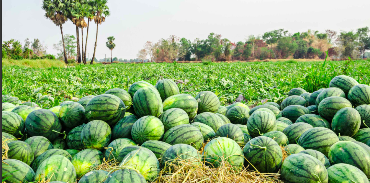 Densidad De Plantación De Injertos Para El Aprovechamiento De Agua Y Nutrientes Adecuados. Sandia