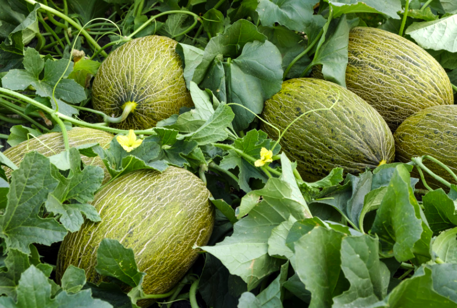 Aspectos De Calidad Del Fruto En Diferentes Tipos De Melón