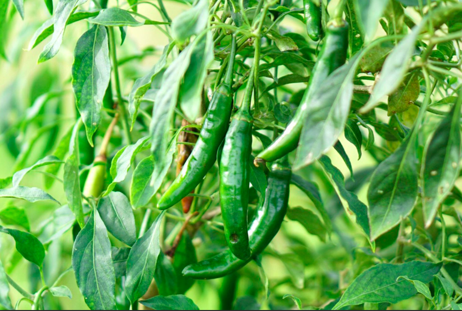 Una Solanácea Herbácea O Arbustiva Que Goza De Demanda Mundial.Chile