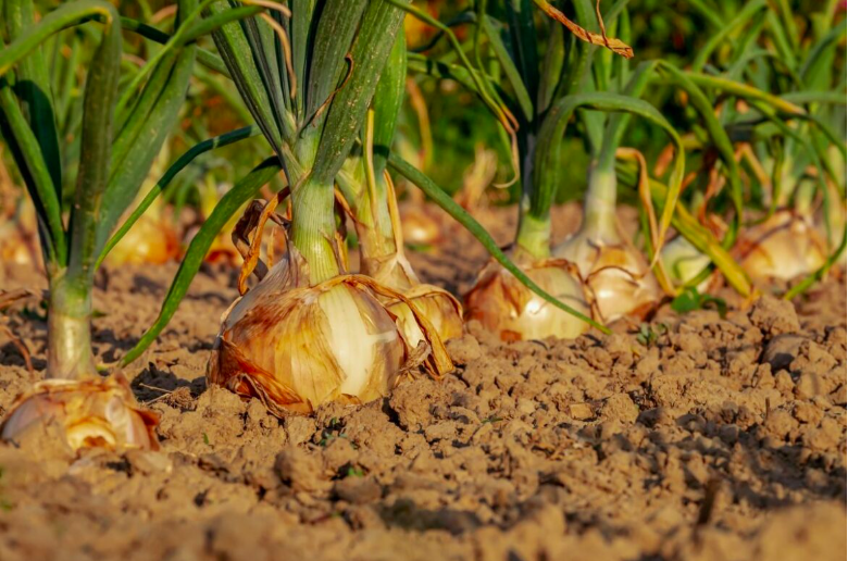 Efecto De La Duración E Intensidad Luminosa Sobre El Cultivo