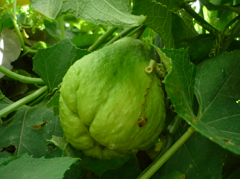 Pudrición De Tallo Y Raíz Por Phytophthora Capsici