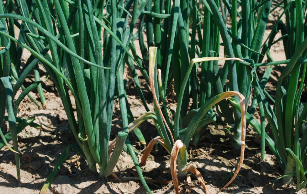 Trichoderma, Alternativa Efectiva Contra Sclerotium Y Alternaria. Cebolla