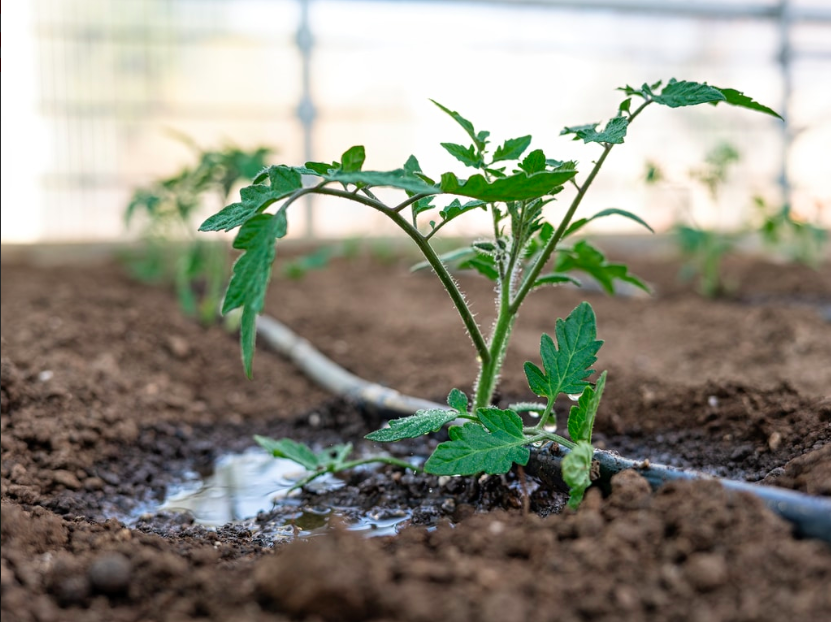 Sistemas De Riego Y Fertilización Eficientes Para La Producción De Tomate