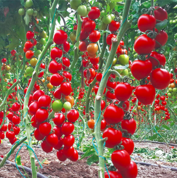 Cosecha De Tomates Con Mejor Sabor, Color Y Jugosidad