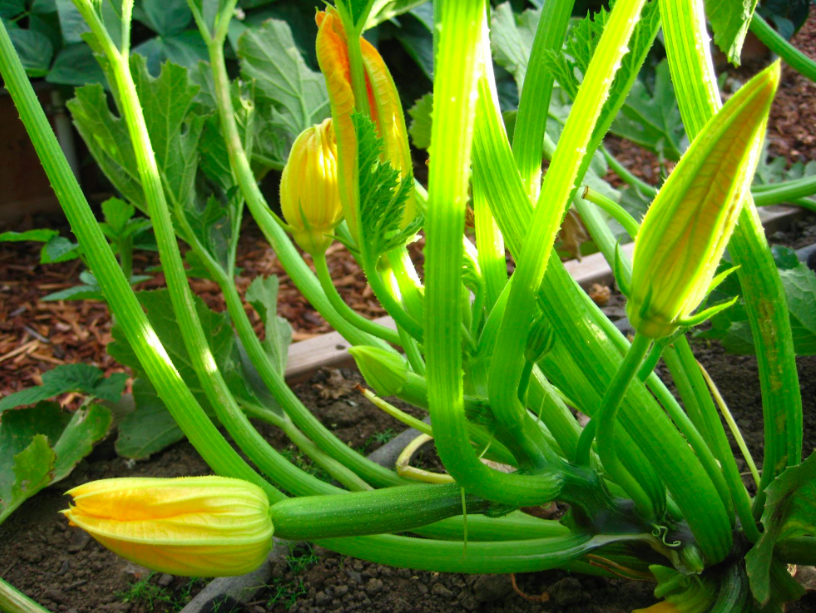 Plagas Y Condiciones De Cultivo Importantes En Zucchini Bajo Agricultura Protegida