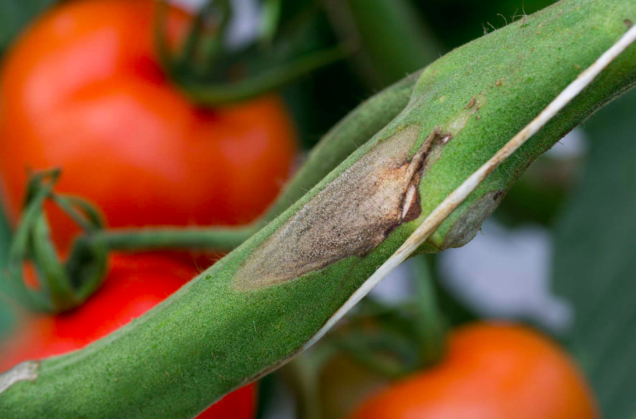 Sanidad Y Labores Habituales Recomendables Para Controlar La Podredumbre Gris